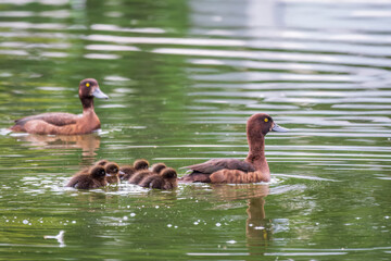 Tufted duck Family swims with their ducklings in green lake water.