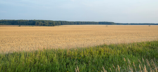 Panorama of a rye field. Rural landscape on a bright sunny day.