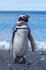 vertical photo of a patagonian penguin with a bad boy posture or resting,with an out of focus sea background,scientific name Spheniscus magellanicus,known as Magellanic penguin, family Spheniscidae