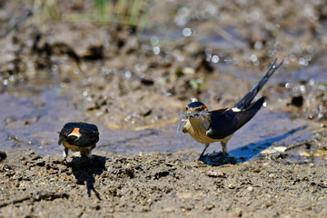 Fototapeta Red-rumped Swallows (Cecropis daurica) collecting nesting material at a mud puddle // Rötelschwalben (Cecropis daurica) sammeln Nistmaterial an einer Schlammpfütze obraz
