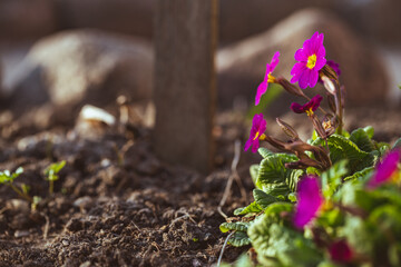 Pink flowers of Primula  pruhoniciana 