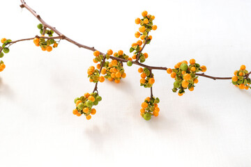 ツルウメモドキ　つるうめもどき　