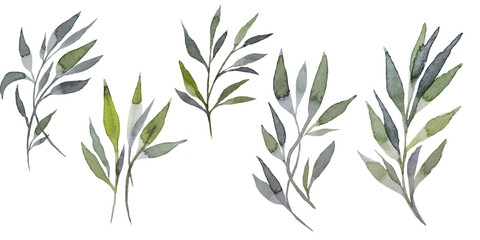 Set of watercolor design elements, branches, leaves, grass, branches drawn in watercolor, botanical illustration, isolated on transparent background, in format  PNG
