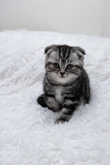 Scottish fold striped kitten