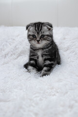 Scottish fold striped kitten