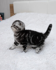 Scottish fold striped kitten