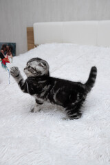 Scottish fold striped kitten playing