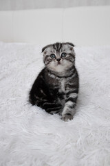 Scottish fold striped kitten