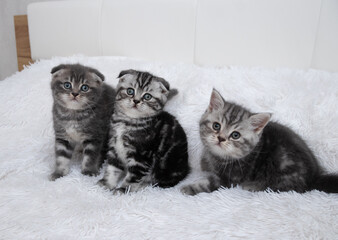 three Scottish straight-fold grey kittens