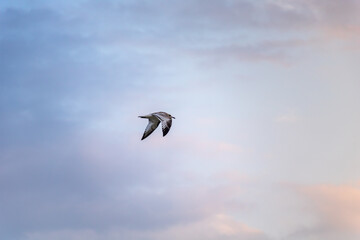 Fototapeta na wymiar A bird flying in the blue sky of Greece