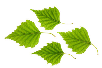 Green birch leaves isolated on white background