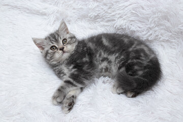 Scottish straight grey kitten