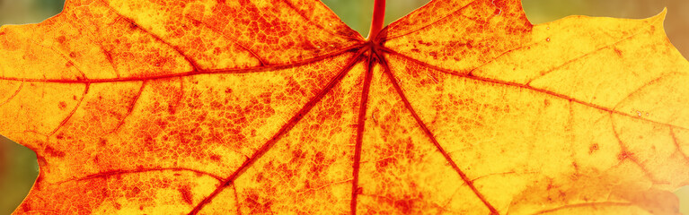 Closeup view of the colourful maple leaf