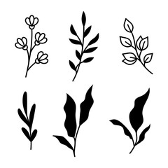 Vector illustrations of branches and leaves. Hand drawn black floral elements . Vintage botanical design