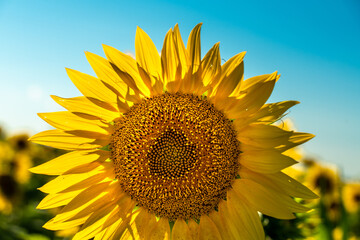 Naklejka premium Half of a sunflower flower against a blue sky. The sun shines through the yellow petals. Agricultural cultivation of sunflower for cooking oil.