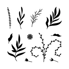 Naklejka premium Vector illustrations of branches and leaves. Hand drawn black floral elements . Vintage botanical design
