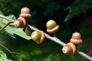 Northern red oak acorns (Quercus rubra)