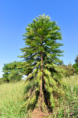 Wollemia nobilis, an ornamental tree used in gardening