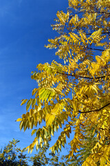 Branches with autumn foliage of the walnut Juglans nigra