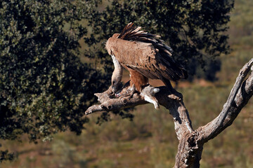 Griffon vulture (Gyps fulvus) feeds on a dead rabbit // Gänsegeier (Gyps fulvus) frisst ein totes Kaninchen