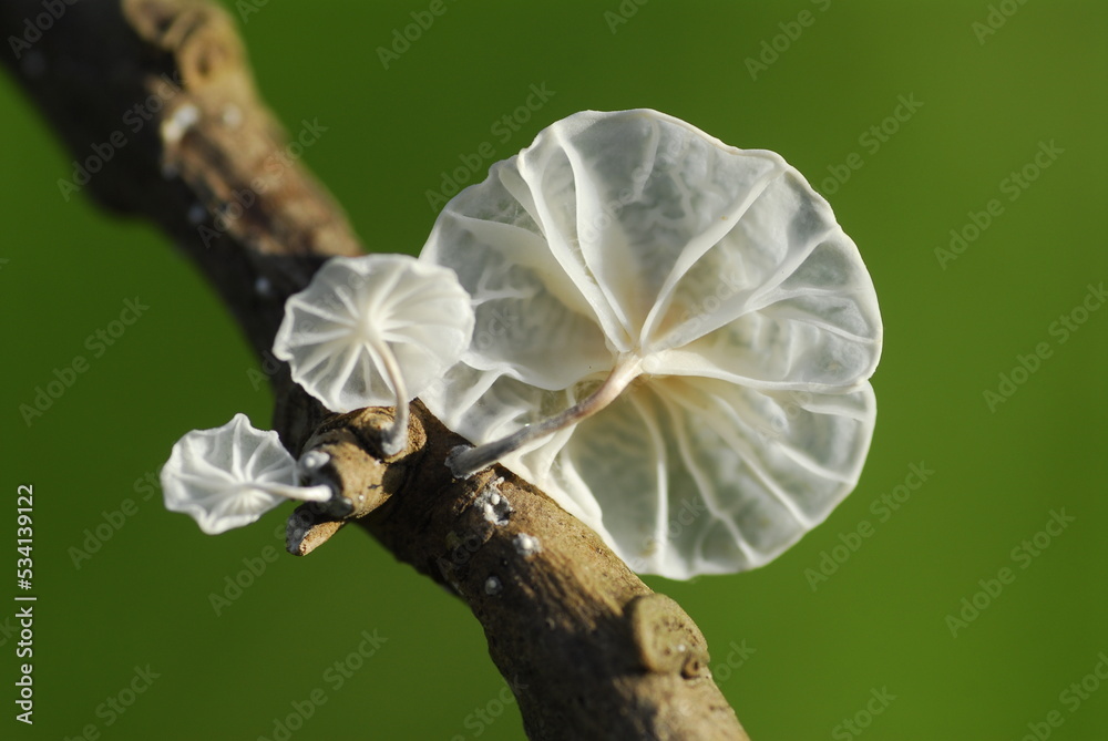 Poster the fungus marasmiellus candidus