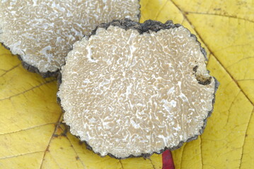 Cross section of a winter truffle Tuber spp.