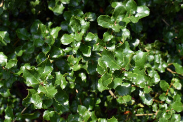 Leaves of Quercus agrifolia, an oak native to California that is used in landscaping