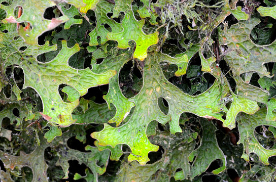 Lobaria pulmonaria, a protected forest lichen