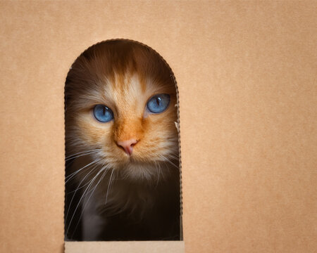 Blue-eyed cat sitting in a cardboard house and looking out of the window