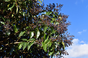 Fototapeta na wymiar Branch and fruits of Ligustrum lucidum, an ornamental species grown in gardens