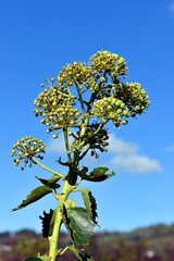 Green fruits and leaves of ivy (Hedera helix)
