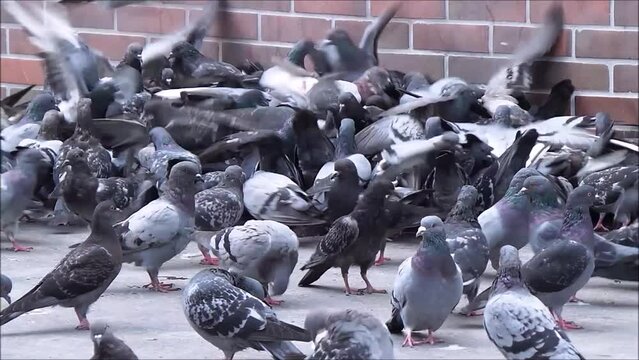 Groupe de pigeons se bousculant pour de la nourriture