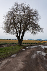 Portrait shot of a lonely tree in front of yellow narcissus / daffodil flowers at the Skagit Valley, La Conner, USA