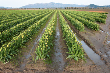 Fototapeta na wymiar Rows of tulip field at the Skagit Valley Tulip Festival, La Conner, USA