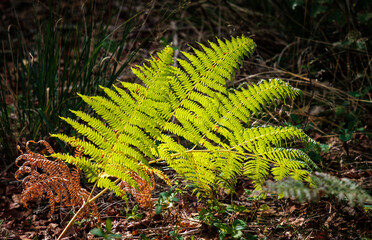 Bracken fond in a shaft of sunlight in early autumn