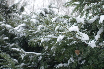 Heavy snow and hoar frost on branches of common yew in mid January