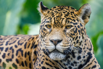 Fototapeta na wymiar Jaguar Panthera onca, majestic feline looking at camera in Pantanal, Brazil