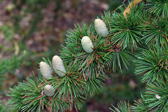 Female cones of the Cedar of Lebanon (Cedrus libani)