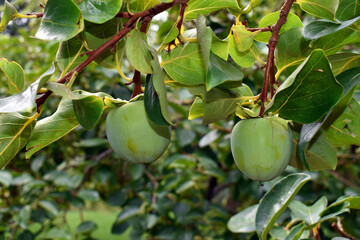 Green persimmon fruits (Diospyros kaki) on the tree