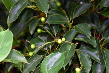 Fruits of the camphor tree (Cinnamomum camphora)