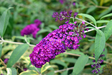 Summer lilac flowers (Buddleja davidii 