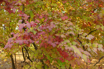 European cranberrybush with colorful autumnal foliage in October