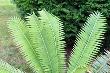The giant dioon leaves (Dioon spinulosum) native to Mexico