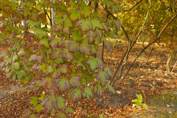 Purplish green autumnal foliage of Viburnum opulus in October