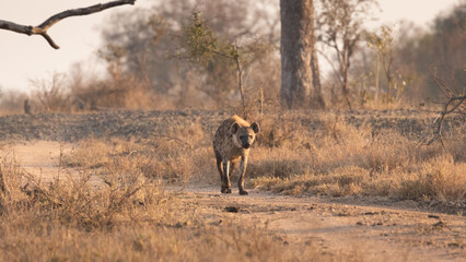 A spotted hyena (Crocuta crocuta) in the early morning, Sabi Sands Game Reserve, South Africa.