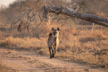 A spotted hyena (Crocuta crocuta) in the early morning, Sabi Sands Game Reserve, South Africa.