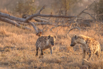 Spotted hyenas (Crocuta crocuta) in the early morning, Sabi Sands Game Reserve, South Africa.
