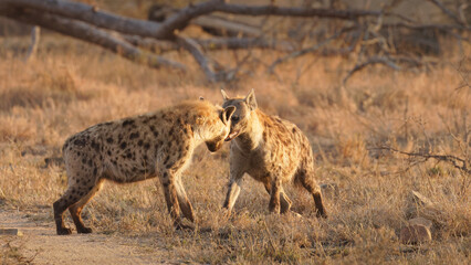 Two dominant spotted hyenas (Crocuta crocuta) in the early morning light, Sabi Sands Game Reserve, South Africa.