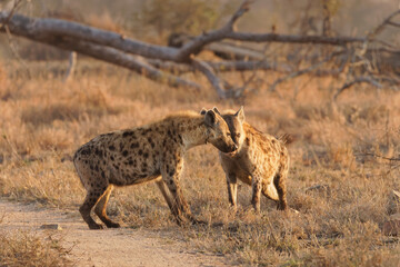 Two dominant spotted hyenas (Crocuta crocuta) in the early morning light, Sabi Sands Game Reserve, South Africa.