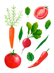 Vegetables hand drawn illustration isolated on transparent background. Botanical clip art collection. Gouache garden plants poster.